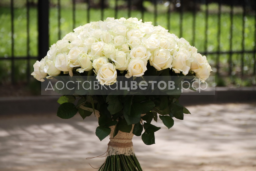 Розы Белые розы